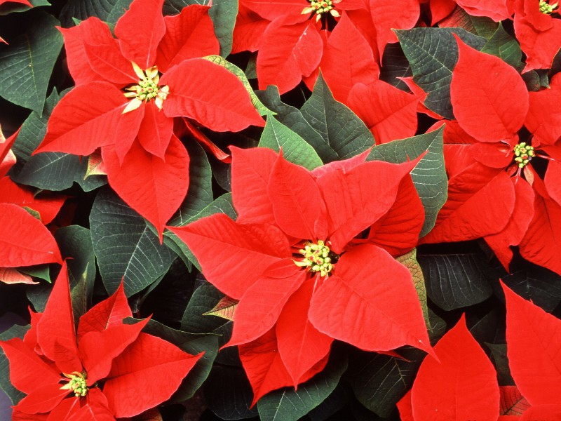 Пуансетія, або квітка різдвяна зірка: як за нею доглядати, щоб цвіла?